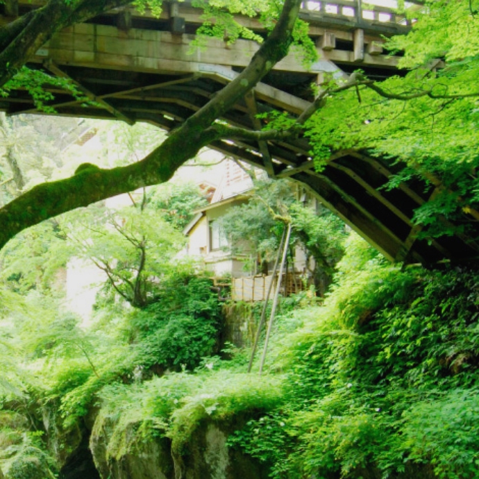  OKINAWA FOREST
